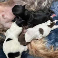 Undocked Dubai Chocolate , a male Yorkshire Terrier for sale in Roseville, CA – Photo 9 of 10