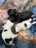 Dubai Chocolate , a male Yorkshire Terrier for sale in Roseville, CA – Photo 9 of 10