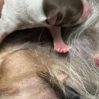 Undocked Dubai Chocolate , a male Yorkshire Terrier for sale in Roseville, CA – Photo 3 of 10