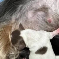 Undocked Dubai Chocolate , a male Yorkshire Terrier for sale in Roseville, CA – Photo 1 of 10