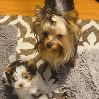 Undocked Dubai Chocolate , a male Yorkshire Terrier for sale in Roseville, CA – Photo 8 of 10