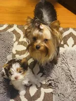 Dubai Chocolate , a male Yorkshire Terrier for sale in Roseville, CA – Photo 8 of 10