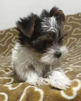 Abeni , a female Yorkshire Terrier for sale in Roseville, CA – 4 of 8