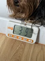 Ivys chocolate gal UNDOCKED , a female Yorkshire Terrier for sale in Roseville, CA – 7 of 9