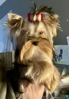 puppy 3 (sold), a male Yorkshire Terrier for sale in Roseville, CA – Photo 4 of 7