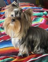 puppy 3 (sold), a male Yorkshire Terrier for sale in Roseville, CA – Photo 2 of 7