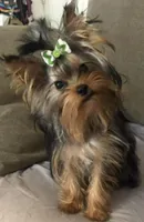 puppy 3 (sold), a male Yorkshire Terrier for sale in Roseville, CA – Photo 5 of 7