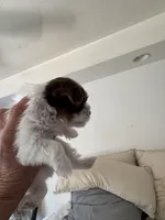 Senneh , a male Yorkshire Terrier for sale in Roseville, CA – Photo 10 of 10