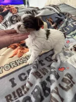 Senneh , a male Yorkshire Terrier for sale in Roseville, CA – Photo 9 of 10