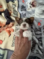 Senneh , a male Yorkshire Terrier for sale in Roseville, CA – Photo 1 of 10