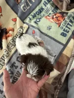 Senneh , a male Yorkshire Terrier for sale in Roseville, CA – Photo 5 of 10