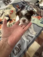 Senneh , a male Yorkshire Terrier for sale in Roseville, CA – Photo 7 of 10