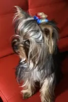 Senneh , a male Yorkshire Terrier for sale in Roseville, CA – Photo 8 of 10