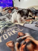 Senneh , a male Yorkshire Terrier for sale in Roseville, CA – Photo 2 of 10