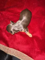 Fatima , a female Yorkshire Terrier for sale in Roseville, CA – 9 of 10