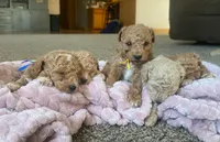 processed/58cbe17d-b265-4955-b629-b23e14ff2ecd/facility/280e3a70-2387-4215-9cd5-c5ce52e1fd93