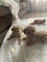 processed/58cbe17d-b265-4955-b629-b23e14ff2ecd/facility/709233c0-be4e-4ff2-8386-ed6204e98049