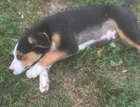 ♥️LITTLE NELSON♥️, a male Collie and Bernese Mountain Dog for sale in Gambier, OH – 4 of 9