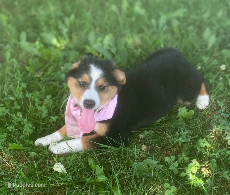 Daisy Mae – Collie, Bernese Mountain Dog puppy for sale in Gambier, OH