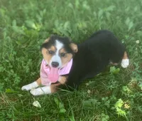 Daisy Mae, a female Collie and Bernese Mountain Dog for sale in Gambier, OH – 1 of 6