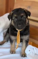 Diesel, a male German Shepherd Dog for sale in Gambier, OH – 4 of 10