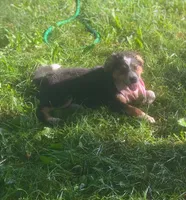 Daisy Mae, a female Collie and Bernese Mountain Dog for sale in Gambier, OH – 4 of 6