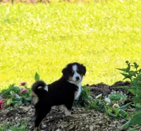 ♥️LITTLE JAXSON♥️, a male Collie and Bernese Mountain Dog for sale in Gambier, OH – 5 of 9