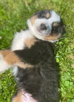 ♥️Sweet Bernie ♥️, a male Collie and Bernese Mountain Dog for sale in Gambier, OH – 4 of 10