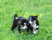 ♥️LITTLE JAXSON♥️, a male Collie and Bernese Mountain Dog for sale in Gambier, OH – 4 of 9