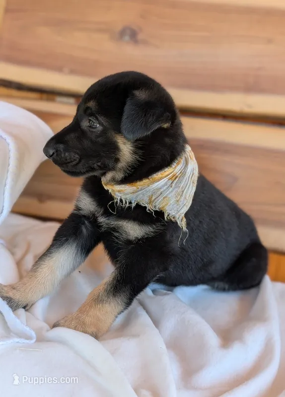 🩷SWEET ANNA🩷 – German Shepherd Dog puppy for sale in Gambier, OH