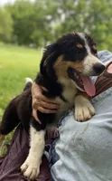 ♥️LITTLE JIMBOB♥️, a male Collie and Bernese Mountain Dog for sale in Gambier, OH – 5 of 9