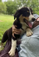 ♥️LITTLE JIMBOB♥️, a male Collie and Bernese Mountain Dog for sale in Gambier, OH – 3 of 9