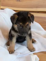 Turbo, a male German Shepherd Dog for sale in Gambier, OH – 7 of 7