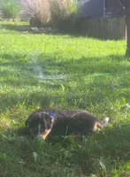 Little Dawson , a male Collie and Bernese Mountain Dog for sale in Gambier, OH – 2 of 6