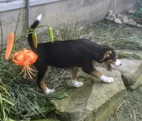 ♥️LITTLE NELSON♥️, a male Collie and Bernese Mountain Dog for sale in Gambier, OH – 5 of 9