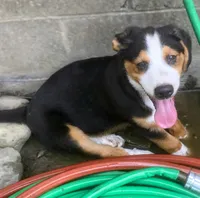 ♥️LITTLE NELSON♥️, a male Collie and Bernese Mountain Dog for sale in Gambier, OH – 7 of 9