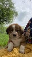 SWEET NELLIE MAE , a female Collie and Bernese Mountain Dog for sale in Gambier, OH – 3 of 10