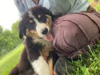 ♥️LITTLE JIMBOB♥️, a male Collie and Bernese Mountain Dog for sale in Gambier, OH – 6 of 9