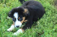 ♥️Little Rocco♥️, a male Bernese Mountain Dog for sale in Gambier, OH – 3 of 10