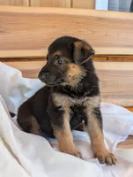 Turbo, a male German Shepherd Dog for sale in Gambier, OH – 5 of 7