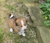 ♥️HAPPY GIRL HEIDI♥️, a female Collie and Bernese Mountain Dog for sale in Gambier, OH – 3 of 7