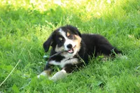 ♥️Little Rocco♥️, a male Bernese Mountain Dog for sale in Gambier, OH – 6 of 10