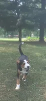 ♥️LITTLE NELSON♥️, a male Collie and Bernese Mountain Dog for sale in Gambier, OH – 2 of 9