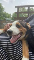 ♥️LITTLE NELSON♥️, a male Collie and Bernese Mountain Dog for sale in Gambier, OH – 6 of 9