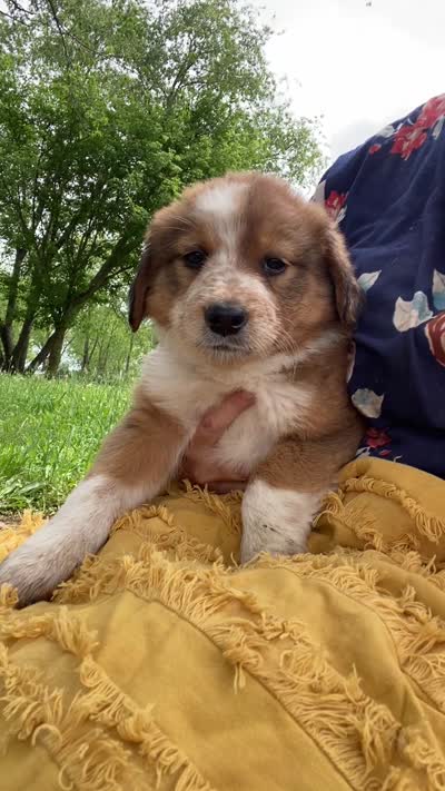 SWEET NELLIE MAE , a female Collie and Bernese Mountain Dog for sale in Gambier, OH – 10 of 10