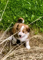 ♥️HAPPY GIRL HEIDI♥️, a female Collie and Bernese Mountain Dog for sale in Gambier, OH – 6 of 7