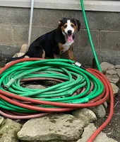 ♥️LITTLE NELSON♥️, a male Collie and Bernese Mountain Dog for sale in Gambier, OH – 9 of 9