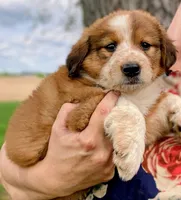 SWEET NELLIE MAE , a female Collie and Bernese Mountain Dog for sale in Gambier, OH – 1 of 10
