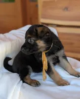 Diesel, a male German Shepherd Dog for sale in Gambier, OH – 7 of 10