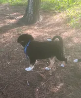 Little Dawson , a male Collie and Bernese Mountain Dog for sale in Gambier, OH – 3 of 6
